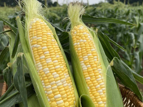 関東圏着限定❗朝獲れ直送便☺️　[予約受付中]　🌽留守農場のスーパースイートとうもろこし🌽　感動の甘さを収穫後当日中にお届け🎵　(Lサイズ６本)