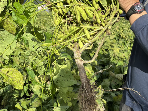【数量限定】丹波市産　黒枝豆　
サヤ200g✖️5袋‼️子どもから大人まで👍