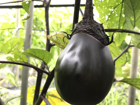 富士山麓！自然栽培野菜セット(なにもいれない）夏野菜たち10品＋人参ミックスジュース３本