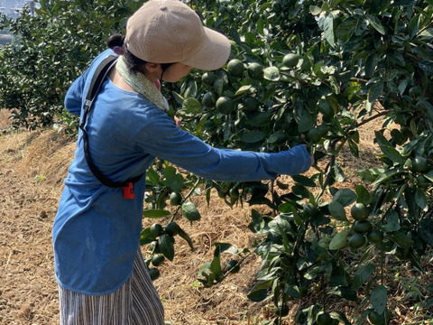 はるみ｜春を先取りする優しい甘さのご褒美みかん｜ご家庭用5kg