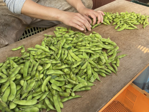 味と香りが大好評中！　関野農場の朝採り有機枝豆　1キロ