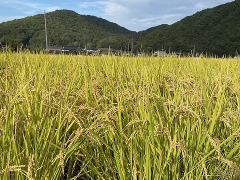 令和7年度 新米 岡山県産ヒノヒカリ玄米5㎏.10㎏：岡山県産のお