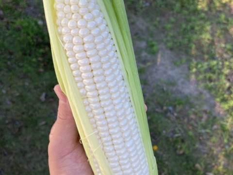 【生で食べられる】★★夏のご褒美★★ダントツの甘さ！田田-でんでん-の白とうもろこし【ブランド絹】｜朝採れの最高品を厳選してお届け！(8本/80サイズ)