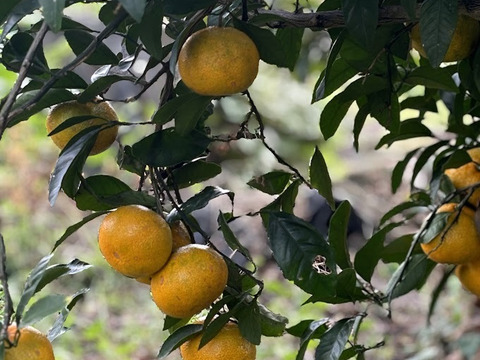 コクのある甘み！【ゆら早生みかん】5㎏
