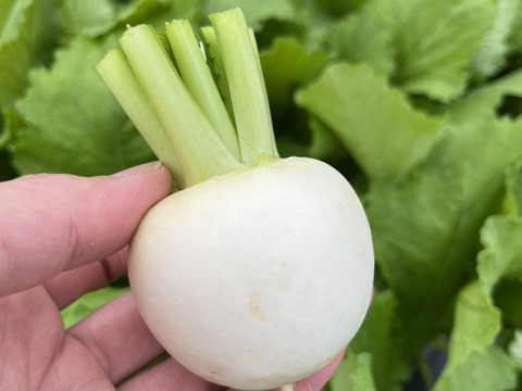 【京都産】イタリア野菜　いろどりセット　５種類　３kg(３～５人分)