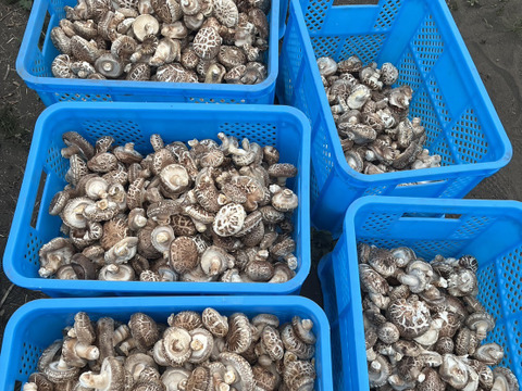 【肉厚食感でヘルシー!!】 自社農園製「乾燥原木しいたけ」約70g/パック