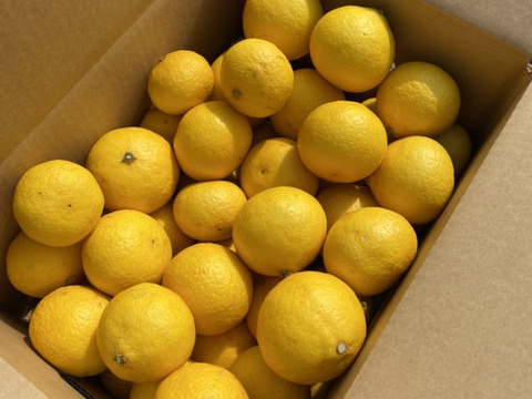 爽やかな香り〜♪ 黄金柑（ゴールデンオレンジ）たっぷりお得な3kg