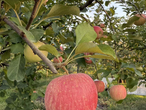 山形県産！早生ふじ！やたか！5キロ 家庭用