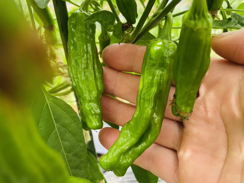 「ししとう200g」「万願寺とうがらし150g」の風味豊かな緑黄色野菜セット