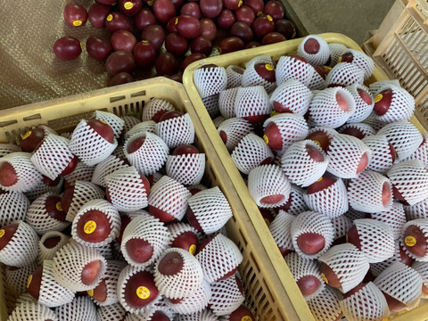 【販売期間残りわずか】芳醇な味わい パッションフルーツ『火の国パッション』贈答用・1kg