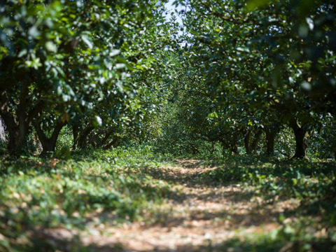 【とくしま県産】贈答用におすすめ！ 特選神山すだち1kg