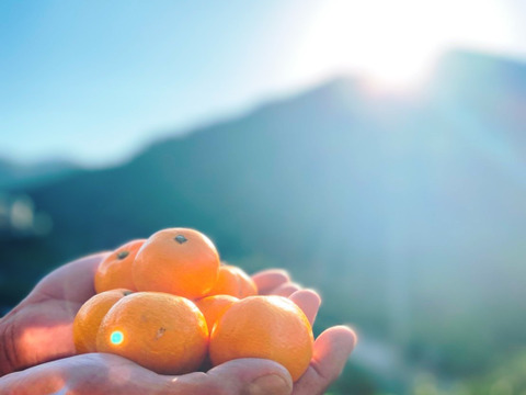【甘み＆食べやすさ】の二刀流！西果樹園みかんの代表格！西幸みかん【早生みかん５キロ】