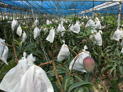 南国の太陽をたっぷり浴びて育ったとろける甘さのアップルマンゴー『アルメゴールド』