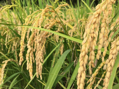 新米先行予約割！令和2年度熊本県産自然栽培イセヒカリ　天日干し玄米