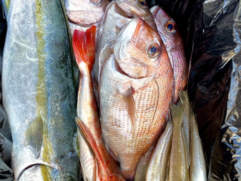愛知，日間賀島 島漁師直送 中小盛り
《魚宝箱》
3人で贅沢コース 3Kg±
~朝採れ発送‼︎鮮魚BOX