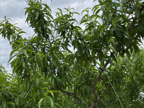 【1口500円版】令和5年3〜5月 雹（ひょう）霜被害 生産者応援チケット