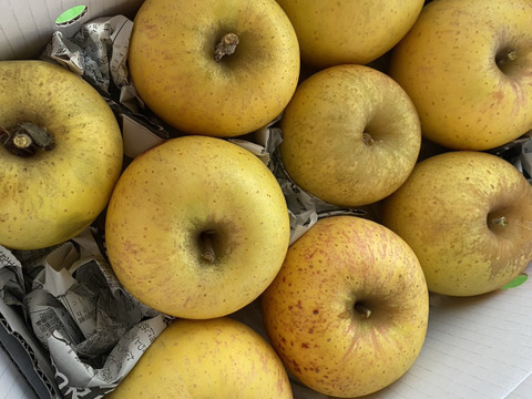 まるせい果樹園のりんご　はるか　2ｋ箱　訳あり　家庭用　自家用　rh4