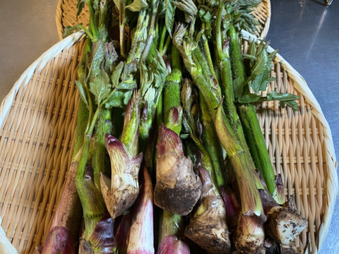 ◎北海道産‼︎採れたて発送✴︎天然山ウド✴︎【１kg】