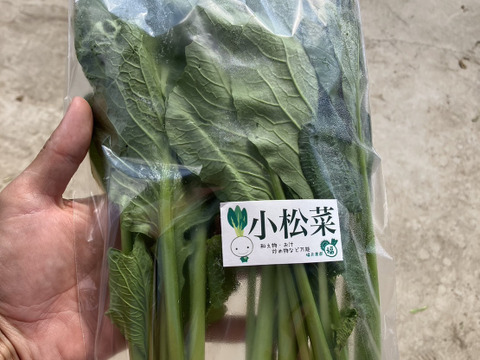 葉物野菜セット　5品【白かぶ・赤かぶ・小松菜・ルッコラ・春菊】