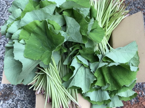 新鮮！　朝採り　春の天然山菜　山フキ３ｋｇ　和歌山県産