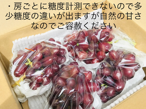 2025年8月中旬から収穫予定】 クイーンセブン ブドウ 種なし皮