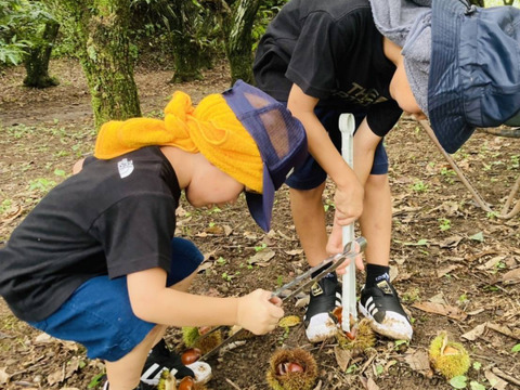 数量限定！！【２kg】味、香り、絶品！ほっぺのおちる栗『Lサイズ以上』(熊本県産)