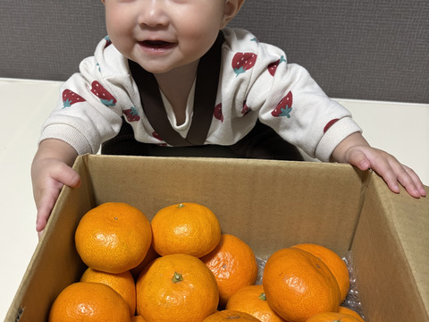 【むいたら最後、止まらない】甘味×酸味が絶妙！ 福みかん《ご家庭用 2kg》｜サイズ混合｜愛媛・西宇和産