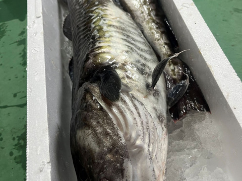 【今が旬！数量限定】　タラのあら汁用あら　(頭、カマ、ハラス)　約2ｋｇ