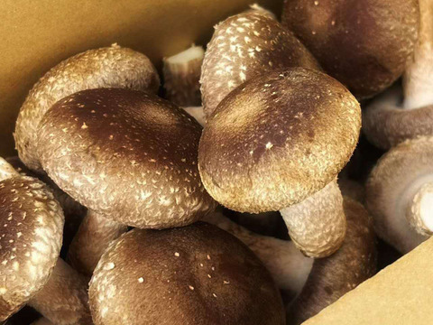 肉厚ぷりぷり！しいたけたっぷり1kg+おまけ50g