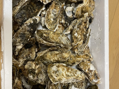 【水産アワード１位受賞】生食用４ｋｇ殻付き 牡蠣 （28~55粒）牡蠣 殻付き牡蠣 殻付き牡蛎 牡蛎 kaki かき カキ 松島牡蠣屋 BBQに バーベキュー食材 貝類 海産物
