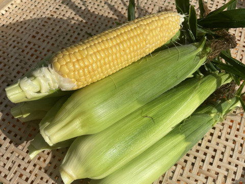 【期間限定】標高1000ｍで旨味！とうもろこし5本とおまかせ野菜セット