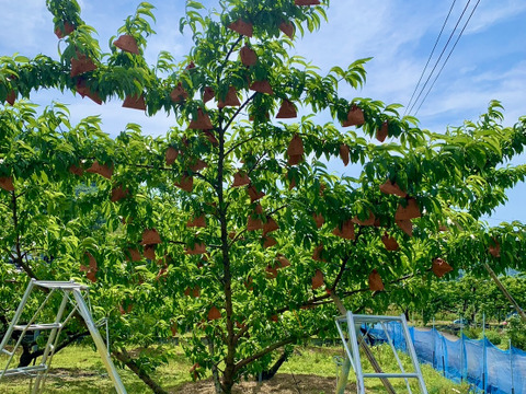 岡山県産　訳あり！品種お任せでお得⭐︎約1.5kg4~8個入り