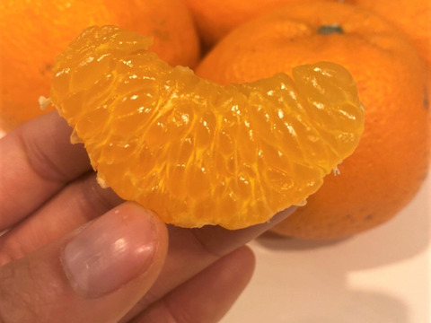 お買い得！はるみみかん🍊1.5ｋｇと採りたて野菜（5品）セット！本州の方限定