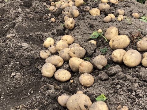 [超プレミア]本気の新じゃが！大地の香りじゃがいも5キロ