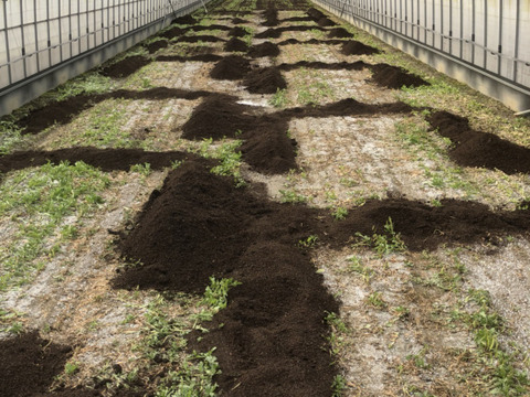 ホワイトショコラベイビーコーン50本セット🌽