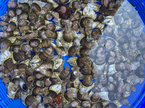 【最旬】高級珍味カメノテ