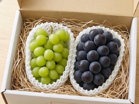 【プレミアムギフト】シャインマスカット・ナガノパープル