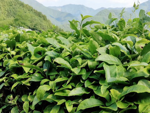 【セット商品】山のとんがらし(20g×2袋)・そらのお茶(200g)
