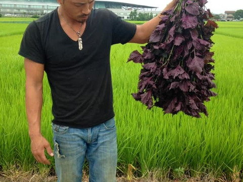 赤シソ1kg