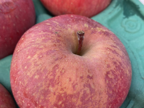 【完売】訳あり・有袋ふじ 5kg（12〜28個）特別貯蔵 スマートフレッシュ 食感シャキシャキ！爽やかな甘さ！