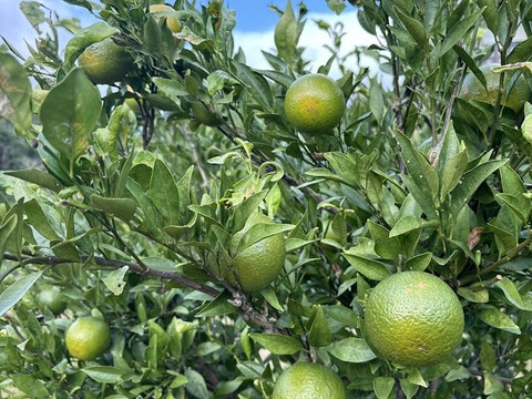 ＜期間限定＞摘果たんかん　5kg／料理・ドリンク・加工用に最適！