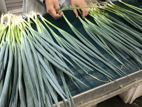 九条ねぎには負けてへん 香り抜群 京野菜 山城のねぎ 袋詰め1箱1kg 京都府産 食べチョク 農家 漁師の産直ネット通販 旬の食材を生産者直送