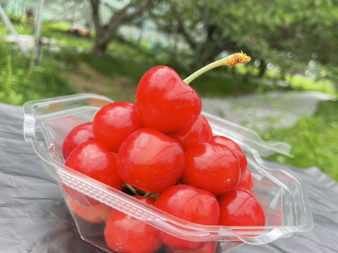 紅さま専用　(〜8/9) 数量限定※新品種 紅王登場！！！山形県産 【500円サイズ】 2L〜5L 父の