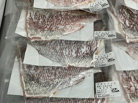 【業務用】沼津産真鯛フィレ　約300g×2袋　真空冷凍