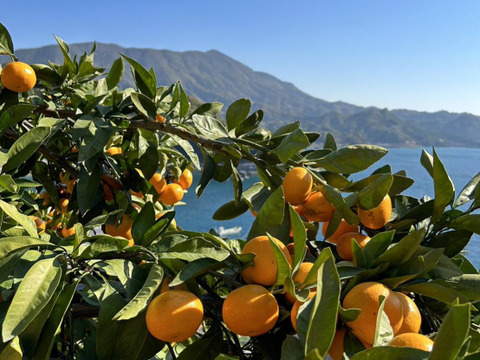 数量限定　「うまっ」ストレートみかんジュース 1本