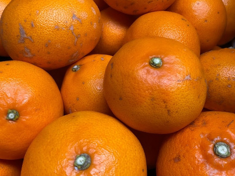 ●果汁あふれるトロけるせとか●家庭用