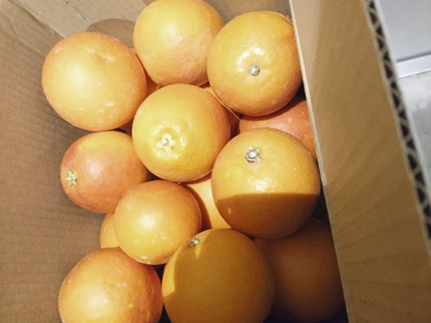 【木取り】ブラッドオレンジ（タロッコ）（2.5ｋｇ）甘く爽やかな酸味で味わい深い！サンプル糖度１２～１４．３度