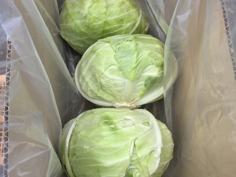 青森原産 野菜 キャベツ 30kg 自然栽培認証青森県産キャベツ 4キロ前後：青森県産の初恋｜食べチョク