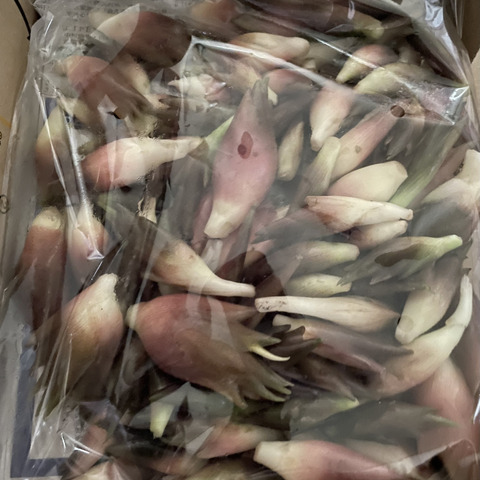 群馬県産　ミョウガ ミョウガ 600g超 群馬県産 無農薬 - メルカリ