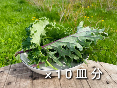 【草だけ育ち】道産自然栽培ケール・500g / カーリー&レッドロシアン（甘くて柔らかい無肥料野菜）